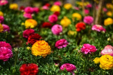 red and yellow flowers