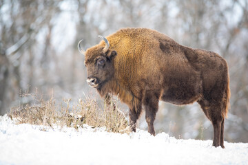 Hungry wood bison, bison bonasus, eating dry grass in the snowy wilderness. Majestic wisent grazing in the forest in winter. Sturdy wild animal in nature.