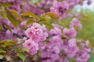 close up of pink flowers