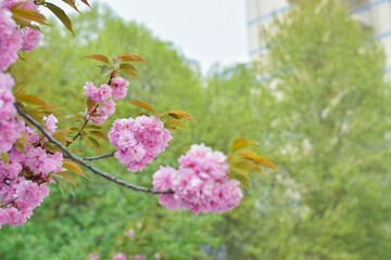 pink flowers in the garden