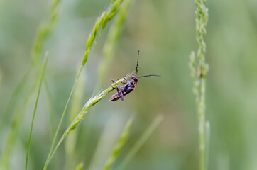 beetle on the grass