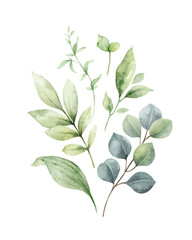 Watercolor vector arrangement of eucalyptus branches and greenery.