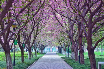 spring in the park