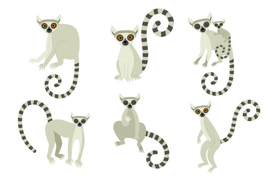 A set of lemurs in different poses. Exotic cute animals of madagascar and africa. Vector illustration in flat style