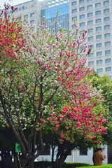 blooming tree in spring