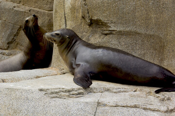 Obraz premium sea lion resting in san dieogo zoo, california