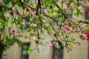 cherry blossom in spring
