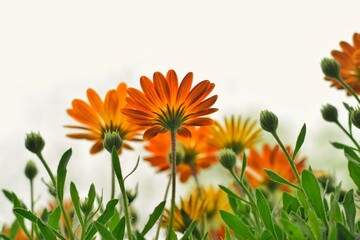 flowers on green grass