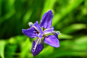 blue iris flowers