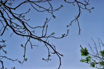 tree branches against sky