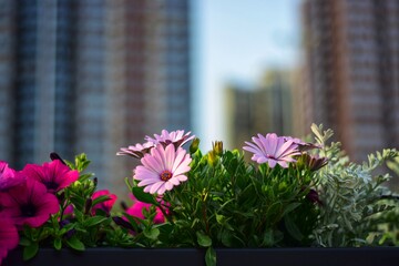 flower in the city
