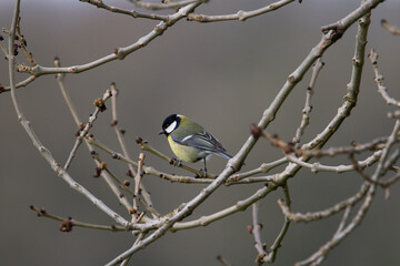 Naklejka premium a single Great Tit (Parus major) resting in a bare and leafless trees isolated on a grey background