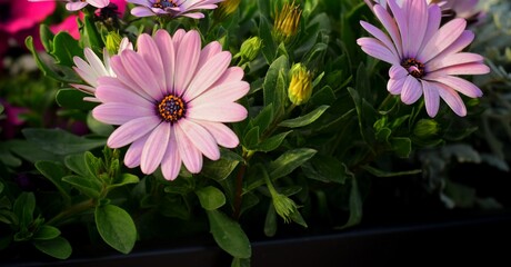 pink and white flower