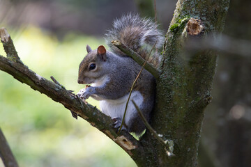 a single Grey squirrel (Sciurus carolinensis) sat in a tree eating a nut with bright spring sunshine in the background