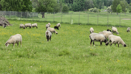 A flock of sheep grazing in a field