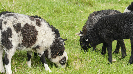 A flock of sheep grazing in a field