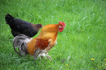Roosters strutting around the field