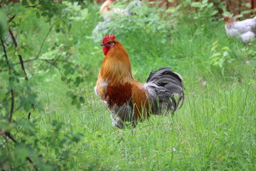 Roosters strutting around the field