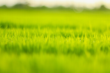 Obraz na płótnie Canvas Outdoor soft rice macro,paddy field, Rice plant