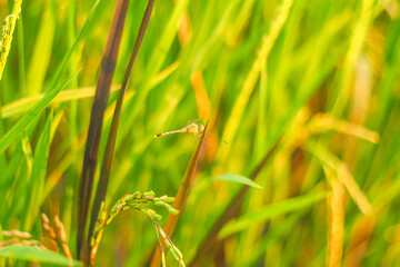 Dragonfly on the rice plant