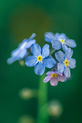 błękitne kwiaty niezapominajki na rozmytym tle w ogrodzie
