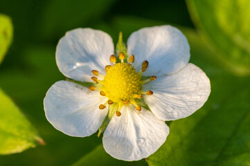 kwiat poziomki w dużym zbliżaniu makro