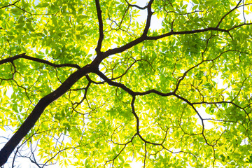 木漏れ日と新緑の木の葉