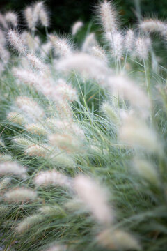Stipa &eacute; um g&ecirc;nero de cerca de 300 grandes gram&iacute;neas hermafroditas perenes conhecidas coletivamente como capim-pluma, capim-agulha e capim-bravo.
