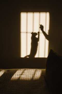 View of shadow and light in bedroom with cat playing with human