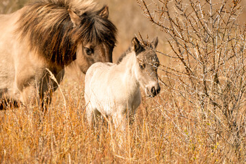 Mare and foal konik horses head in a nature reserve, they graze in the golden reeds © Dasya - Dasya