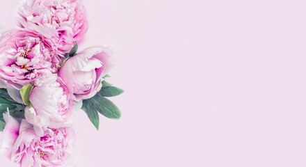 Delicate pink peonies on a pink background. banner, postcard, free space for your ideas and text. Greeting card, invitation.