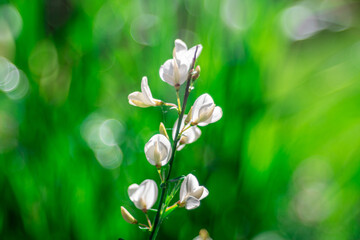 kwitnący żarnowiec biały