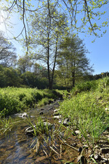 Bachlauf im Hunsrück