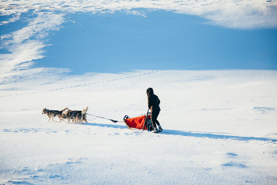 Unrecognizable traveler on dog sleigh in winter
