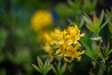 kwitnące żółte azalie