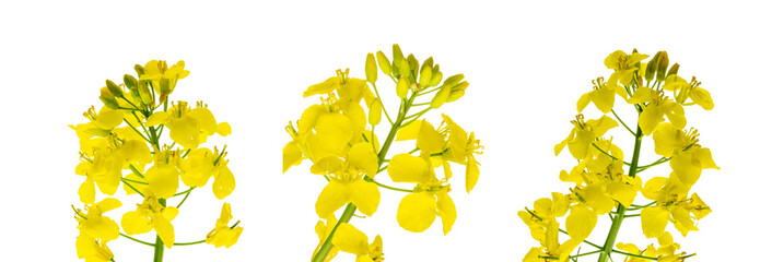 Canola flower isolated. Yellow rape flowers for healthy food oil on field. Rapeseed plant, Canola...