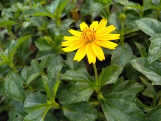 Yellow flower