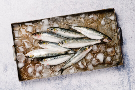Fresh sardines on a tray