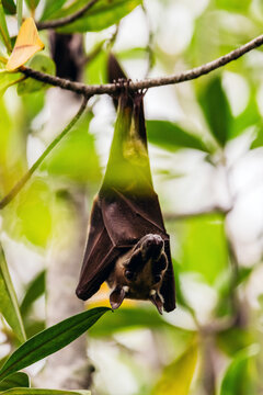 Bat Hanging Upside Down From Tree Branch