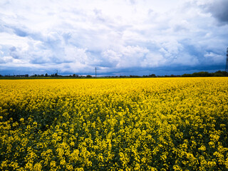 Obraz premium Aerial view of spring rapeseed flower field, Bird's eye view from a drone closeup of a passing canola crop with blue skies and fluffy clouds in summer.