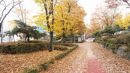은행나무