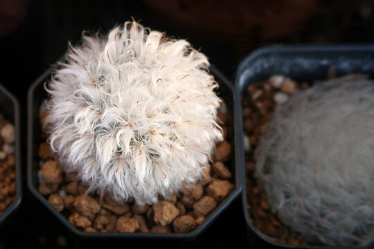 Old man cactus. Cephalocereus senilis, is white hairy cactus