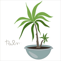 Palm tree in a flower pot. Vector isolated image with inscription on white background