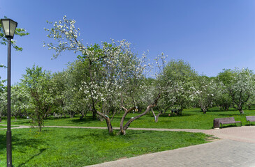 Old apple orchard in Moscow, Russia.