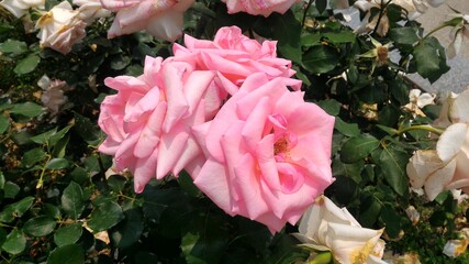 rose