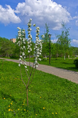 Obraz premium Small flowering apple tree.