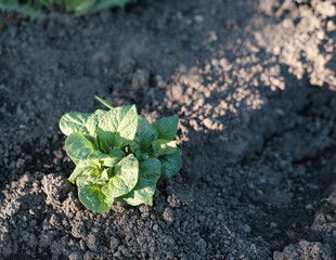 young potato growing in a field. bio cultivation and organic farming. vegetable growth rural farm. top view.