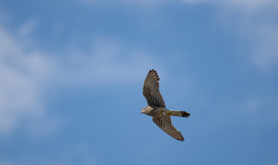 飛ぶチョウゲンボウ