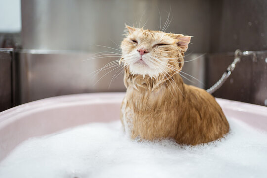 Wet obedient ginger cat in small basin in vet salon
