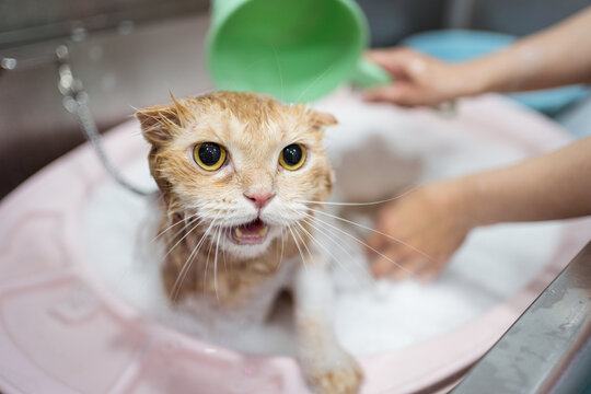Faceless woman washing obedient ginger cat with shampoo in basin in veterinary clinic